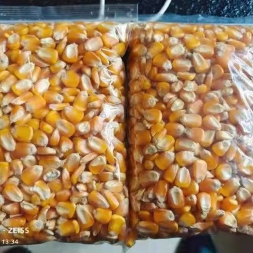 二等玉米