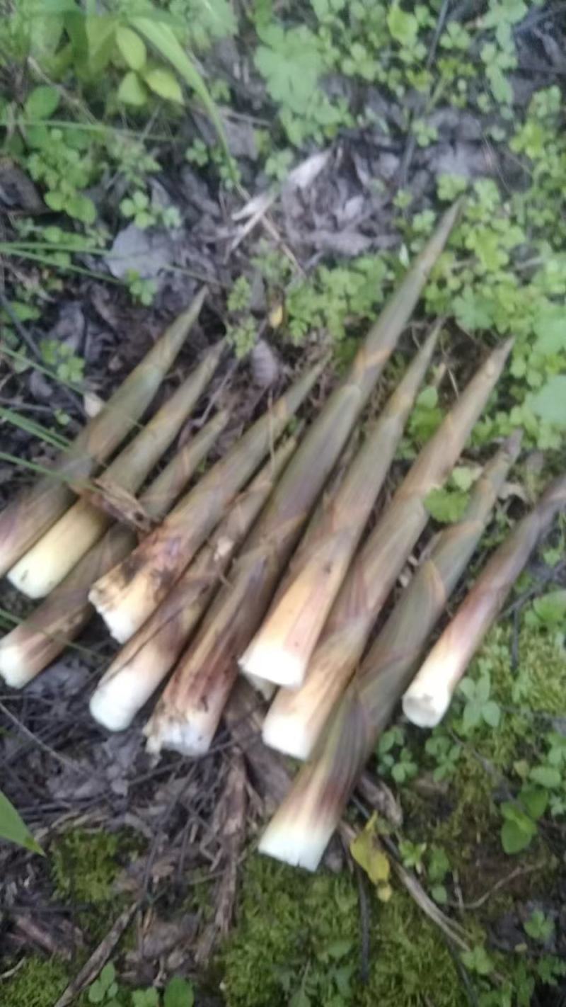 水竹笋大量上市