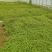 千叶吊兰叶小互生耐寒藤本植物伟荣花卉