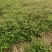 千叶吊兰叶小互生耐寒藤本植物伟荣花卉
