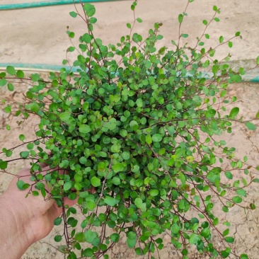 千叶吊兰叶小互生耐寒藤本植物伟荣花卉