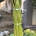 精品蒜薹