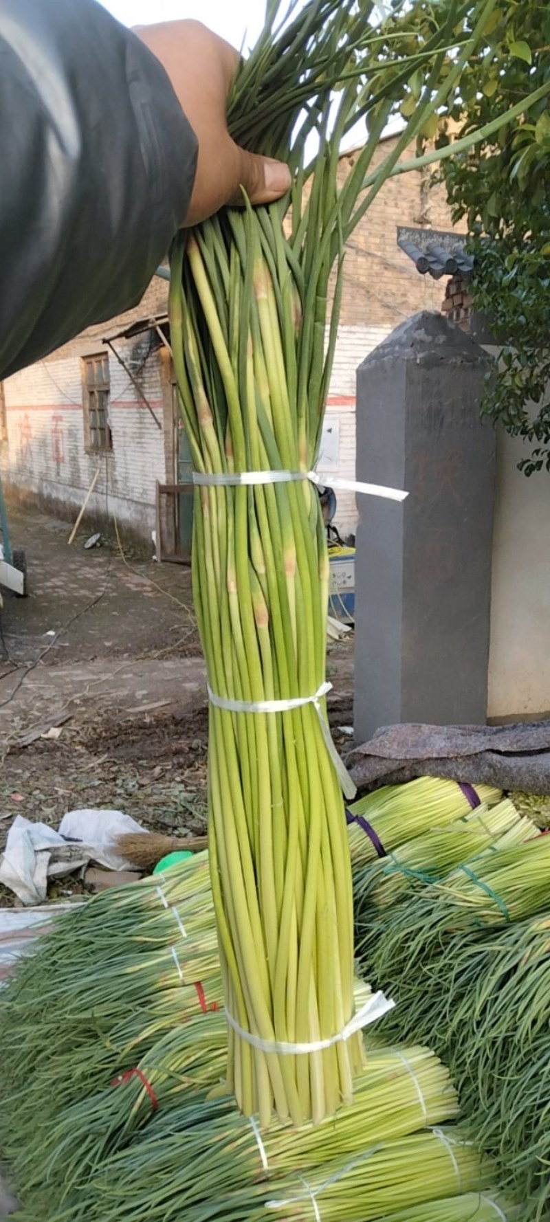 精品蒜薹