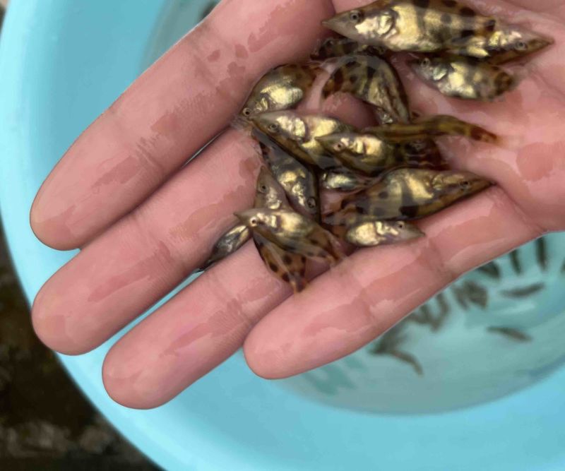 翘嘴大花白饲料鳜鱼苗