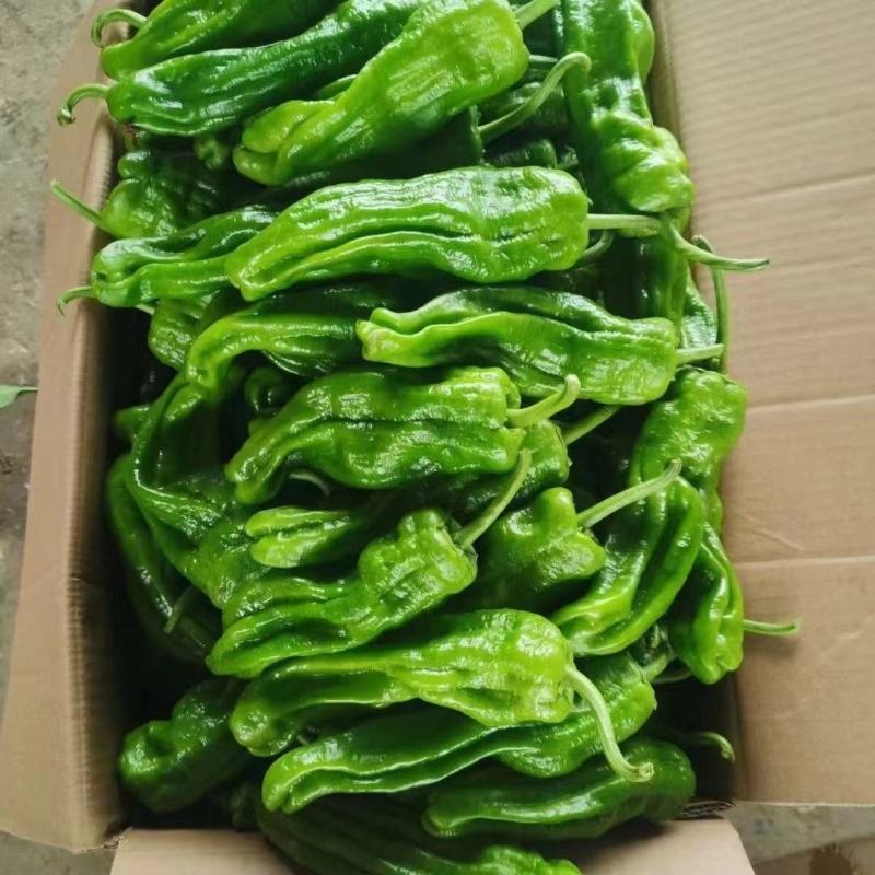 安徽芜湖椒大量上市，薄皮椒条形好，硬度好价格美丽全国发货