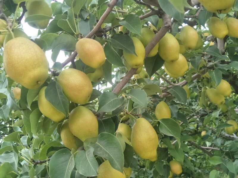 一棵木瓜树上挂满了成熟的黄色木瓜,阳光透过树叶照射在果实上,背景是绿色的热带环境 成熟的木瓜挂在树上