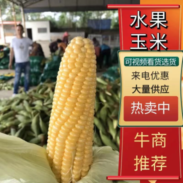 广西横州市水果甜玉米棒大量上市专业代办打冰有场地