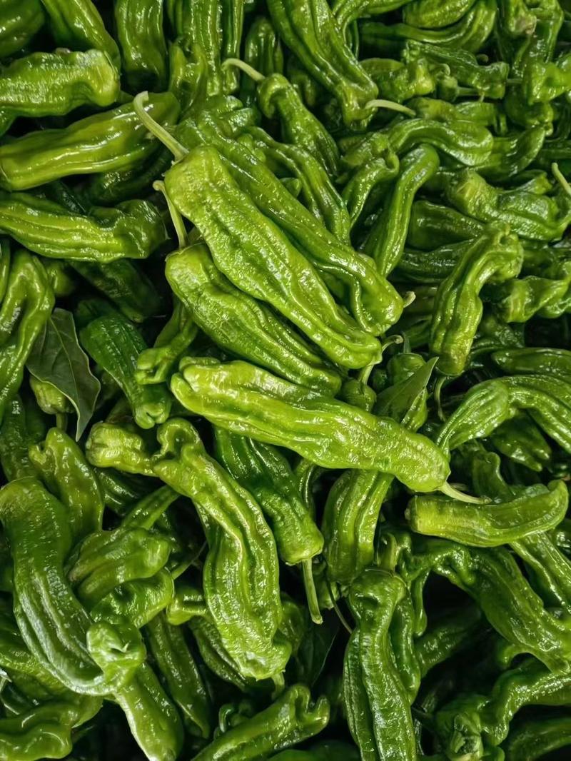 安徽精品薄皮椒大量有货质量保证可供全国电商超市