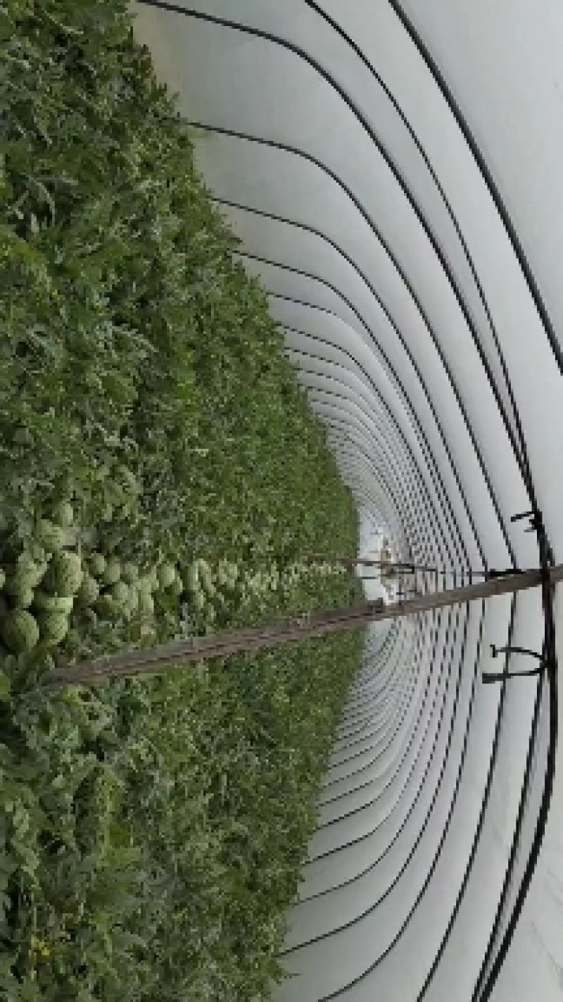西瓜，早春红玉，拿比特西瓜，早春红玉，拿比特