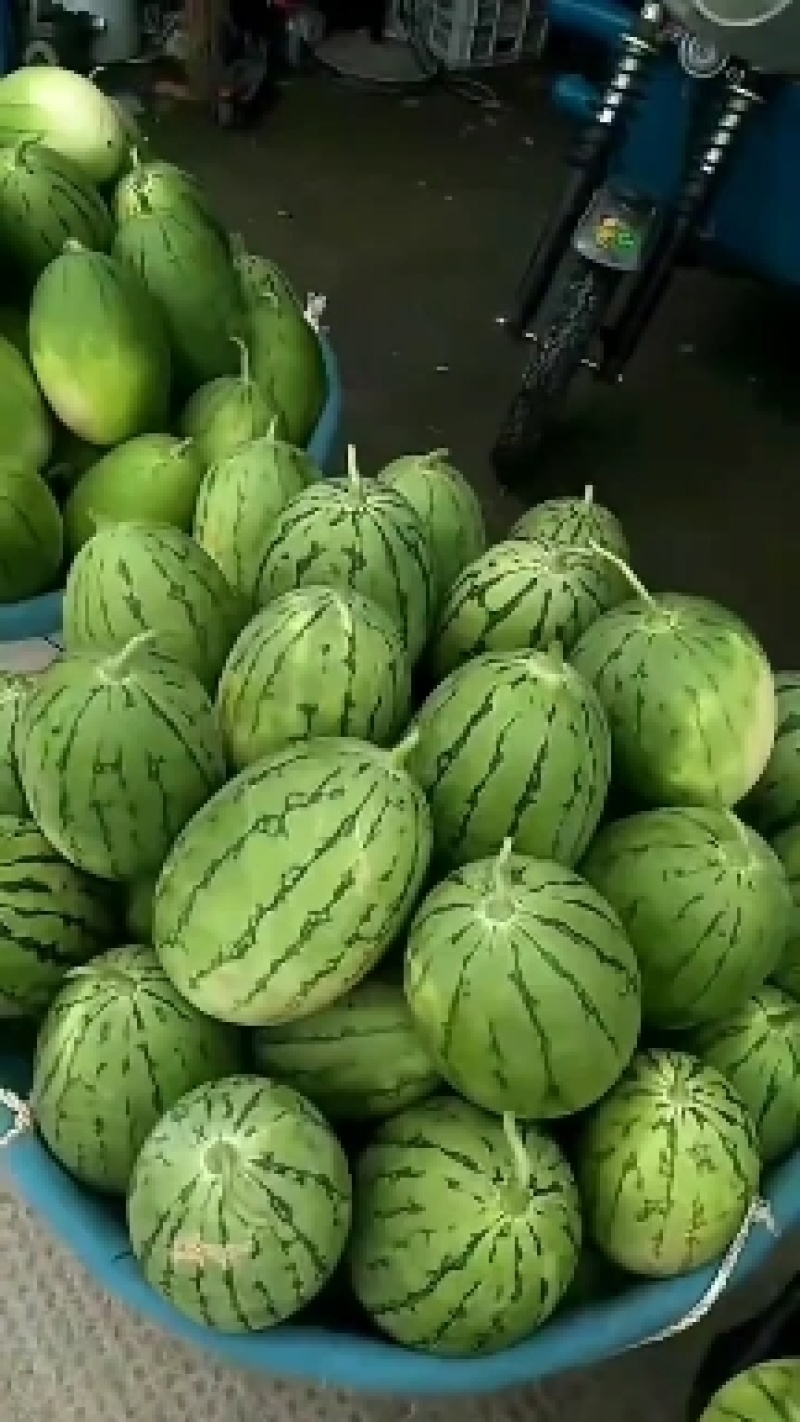 西瓜，早春红玉，拿比特西瓜，早春红玉，拿比特
