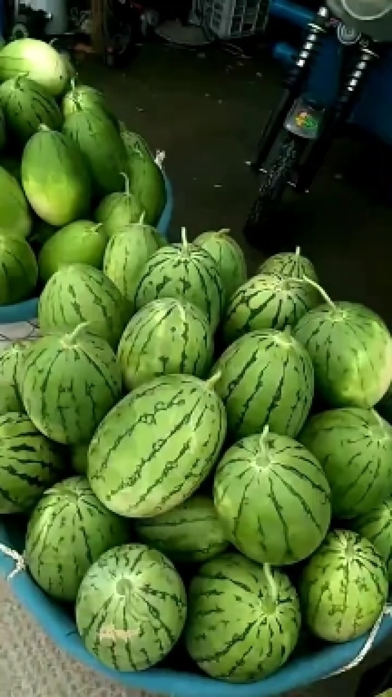 西瓜，早春红玉，拿比特西瓜，早春红玉，拿比特