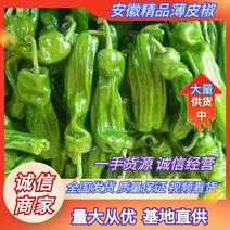 安徽精品薄皮椒大量有货质量保证可供全国电商超市