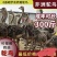 【甄选】非洲鸵鸟苗常年孵化大小规格齐全全国发货可视频看货