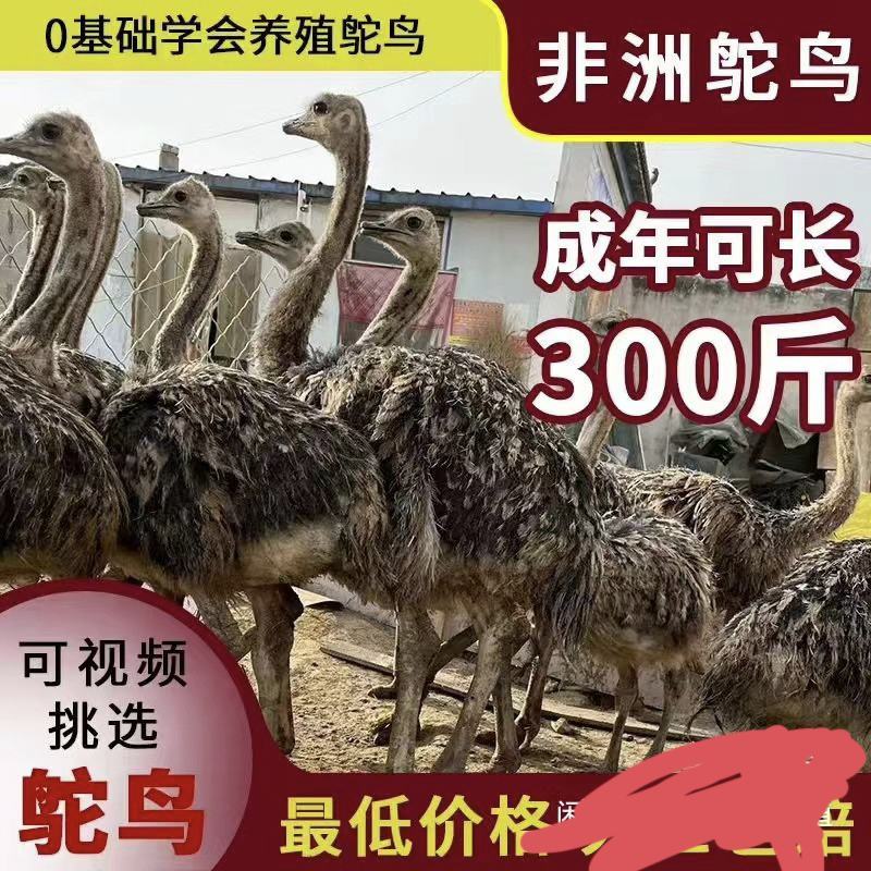 【甄选】非洲鸵鸟苗常年孵化大小规格齐全全国发货可视频看货