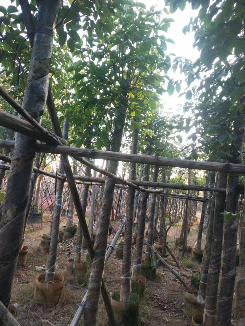 揭阳秋枫绿化苗木，规格齐全，品质保证，可视频看货量大从优