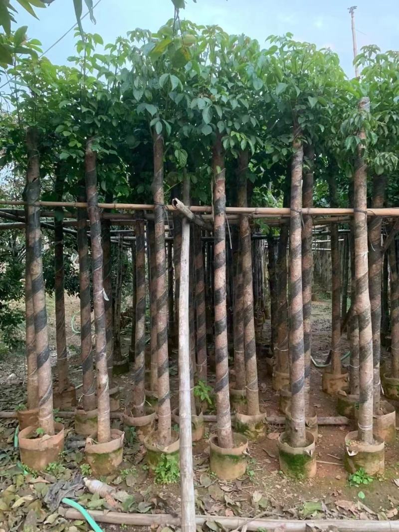 揭阳秋枫绿化苗木，规格齐全，品质保证，可视频看货量大从优