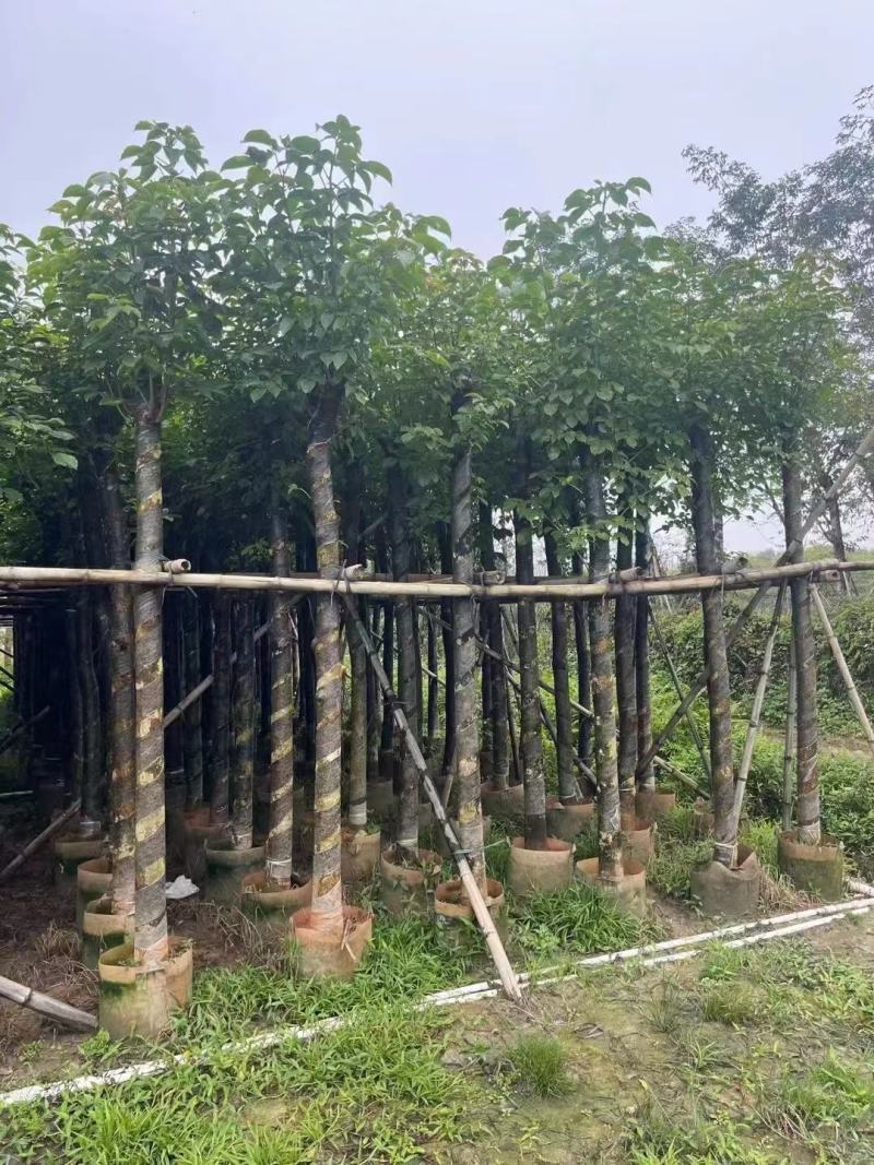 揭阳秋枫绿化苗木，规格齐全，品质保证，可视频看货量大从优