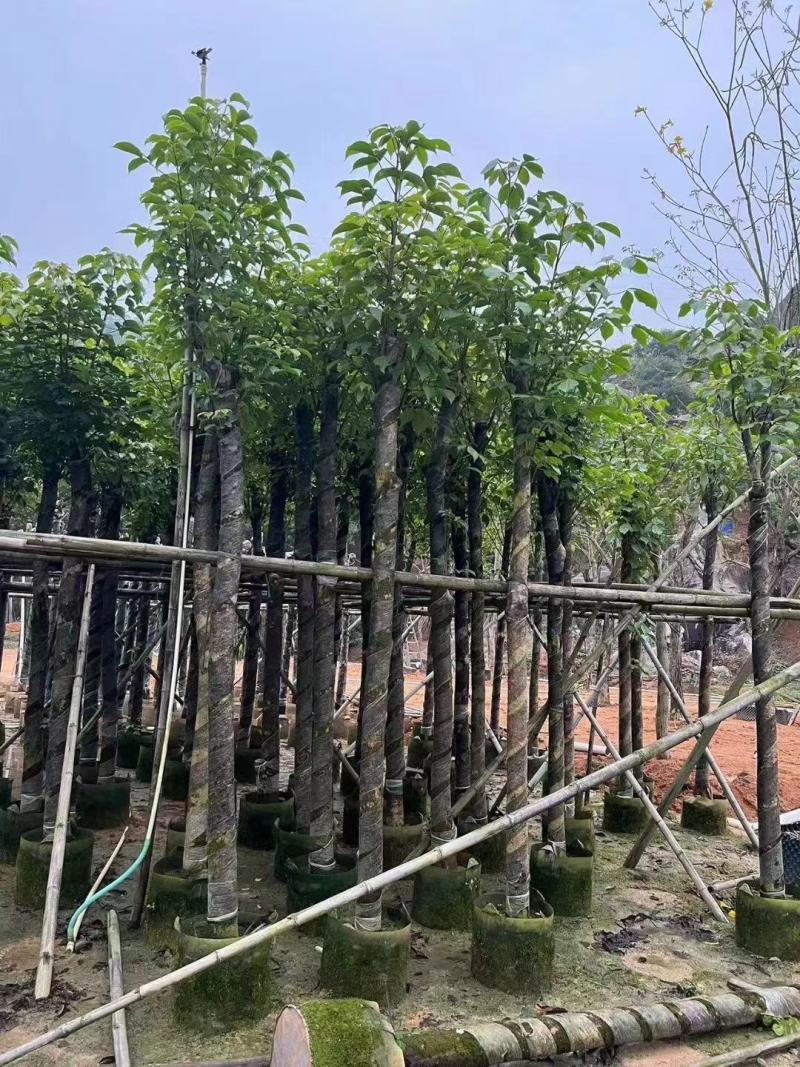 揭阳秋枫绿化苗木，规格齐全，品质保证，可视频看货量大从优