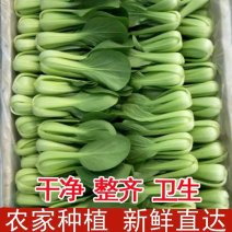 油菜上海青小油菜产地直发量大价优可代加工成品菜