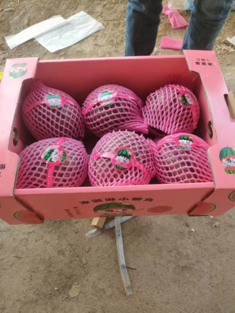 西瓜早春红玉小糖丸全美2k西瓜一手货源西瓜对接电商拼多多