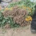 河北省保定市雄县慧谷种薯拔苗