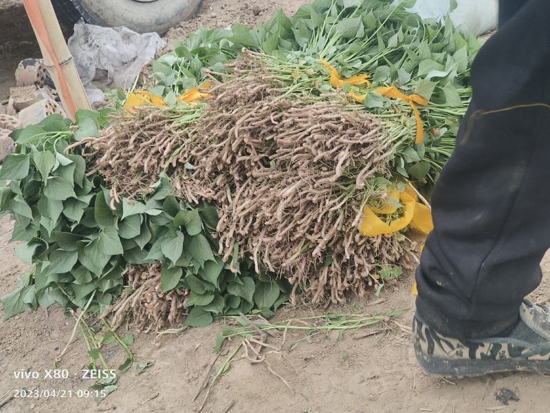河北省保定市雄县慧谷种薯拔苗