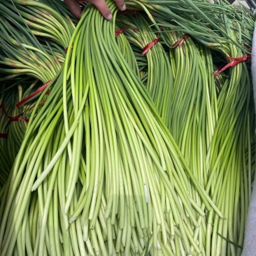 山东红帽蒜苔陆续上市货源充足