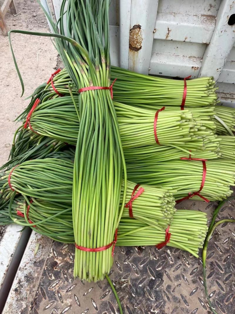 山东红帽蒜苔陆续上市货源充足