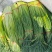 山东红帽蒜苔陆续上市货源充足