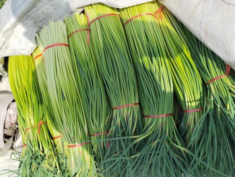 山东红帽蒜苔陆续上市货源充足