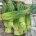 山东红帽蒜苔陆续上市货源充足