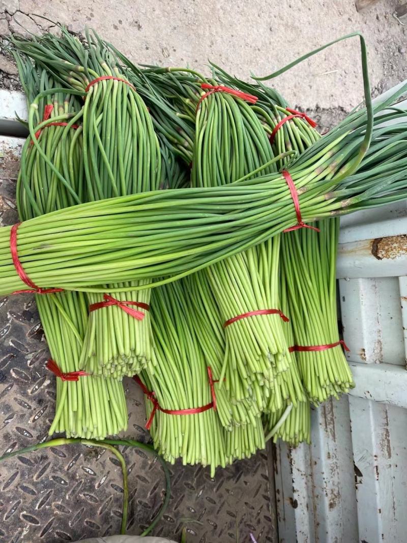 山东红帽蒜苔陆续上市货源充足