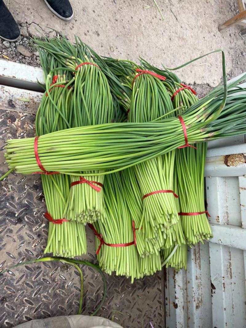 山东红帽蒜苔陆续上市货源充足