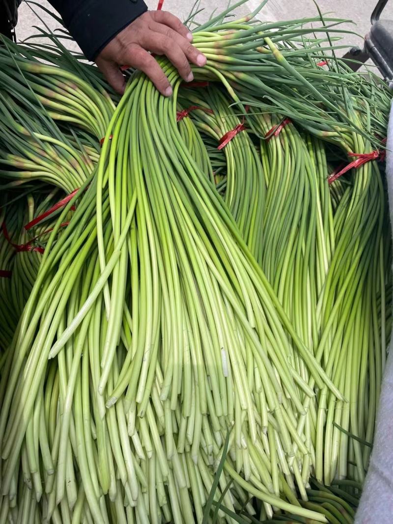 山东红帽蒜苔陆续上市货源充足