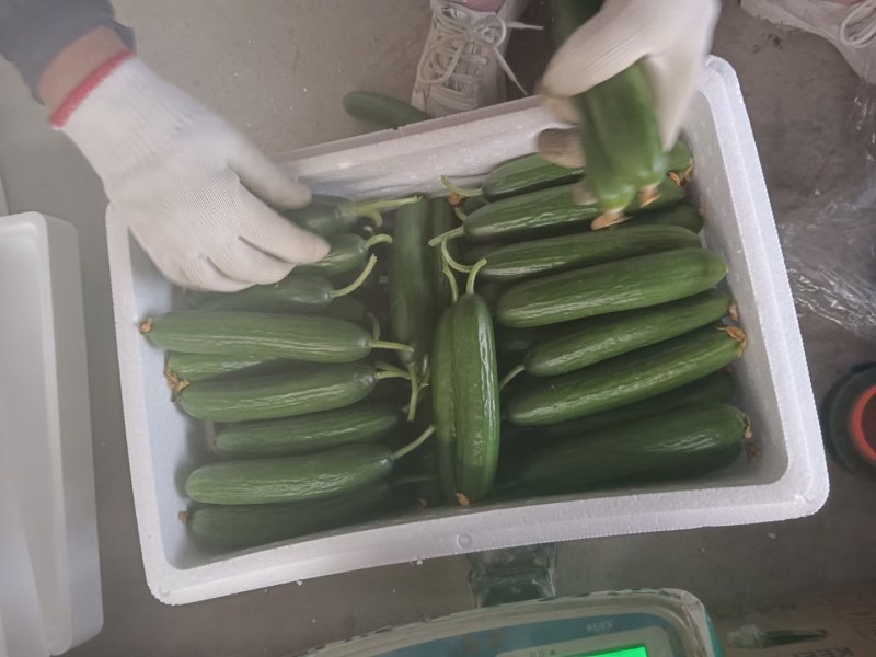 小青瓜