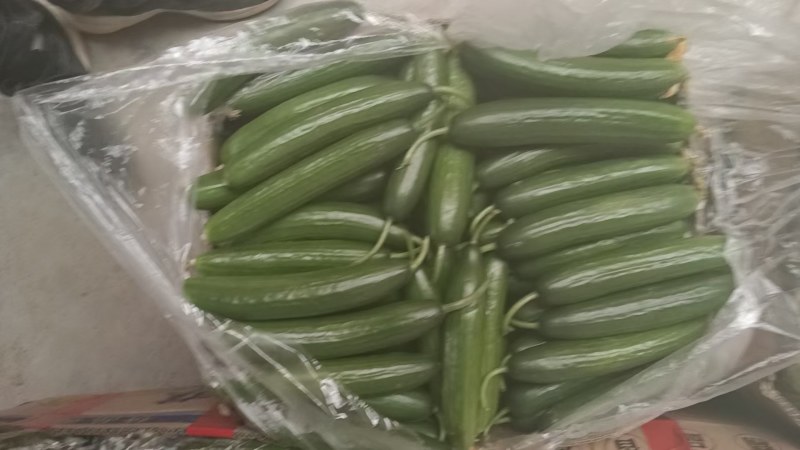 小青瓜