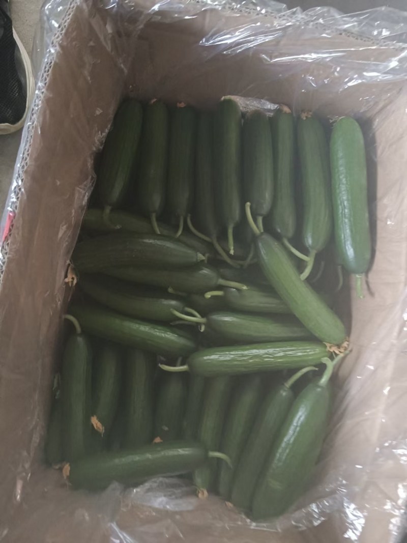 小青瓜