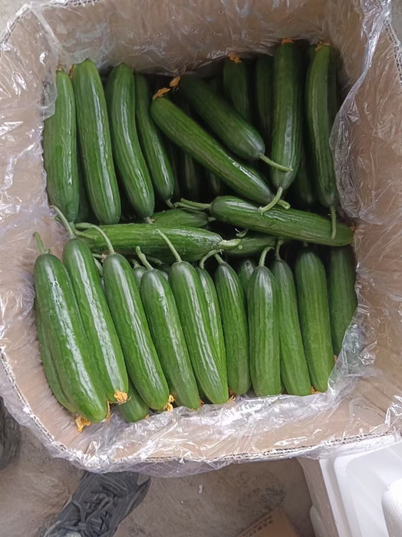 小青瓜