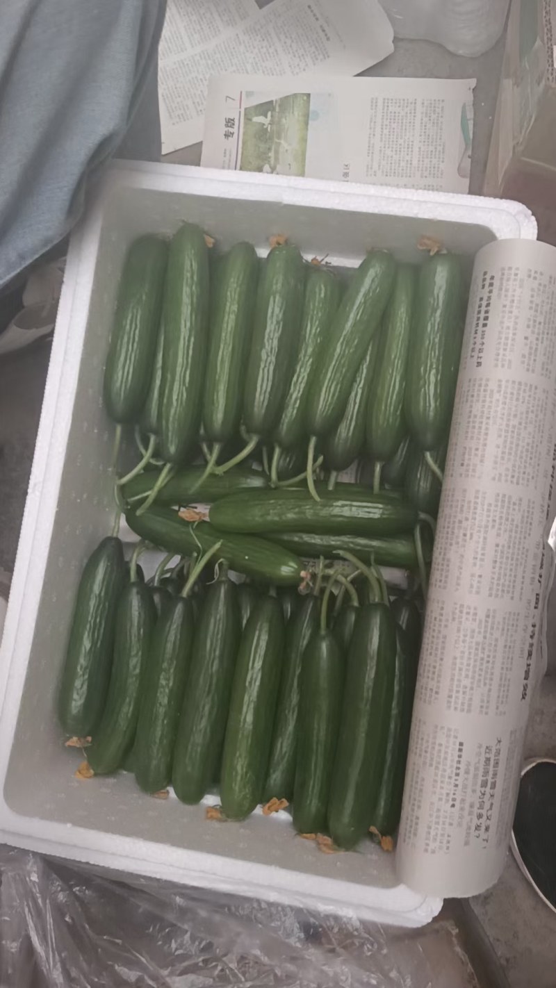 小青瓜