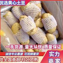 滕州大棚土豆，支持各种规格，各种包装。