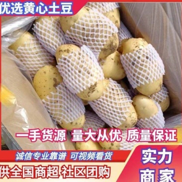滕州大棚土豆V7沃土荷兰，支持各种规格，各种包装。