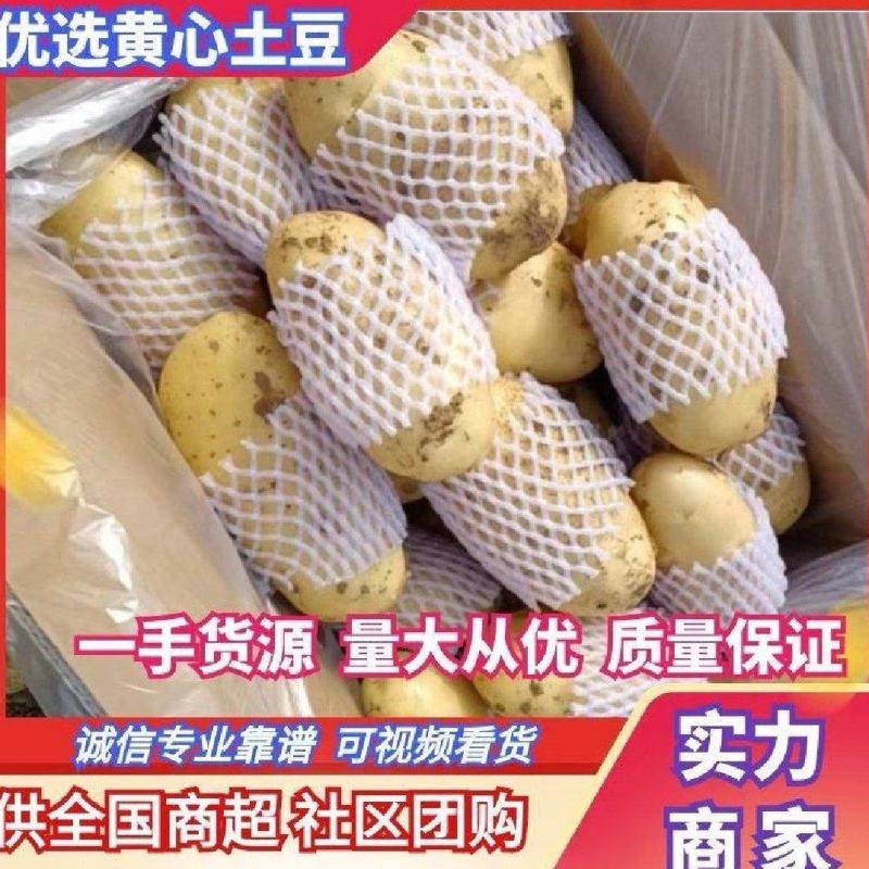 滕州大棚土豆V7沃土荷兰，支持各种规格，各种包装。