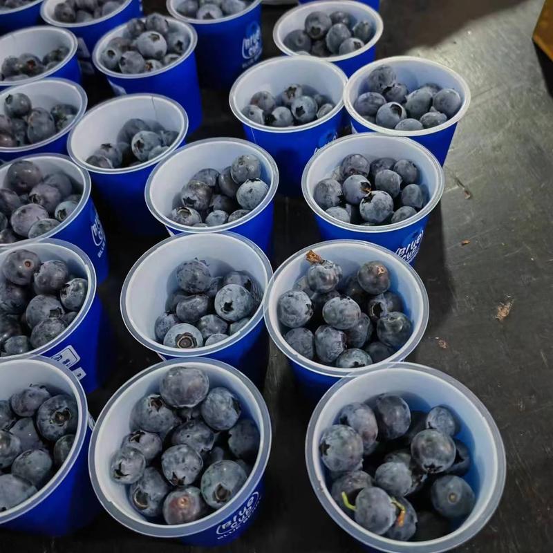 [精选]辽宁丹东蓝莓暖棚蓝莓产地直发甜脆多汁