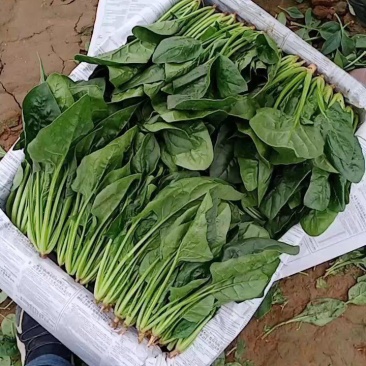 山东省精品菠菜22-28厘米大量现货货源产地直发量大