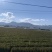 莴笋