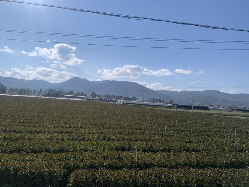田间开花的莴苣群落全景
