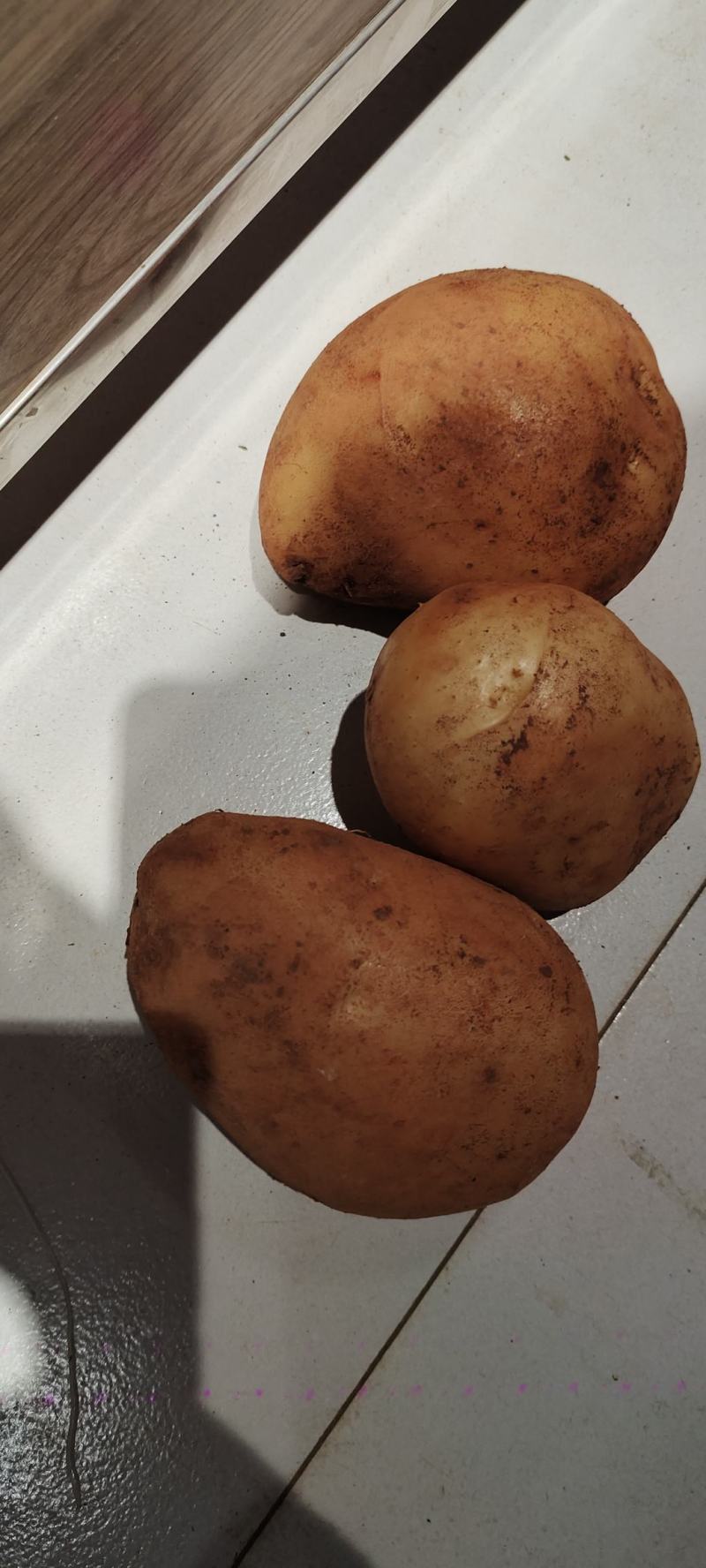 南阳土豆基地