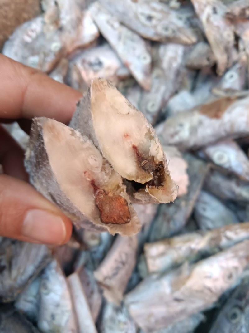 螃蟹饲料，貂狐狸饲料鱼