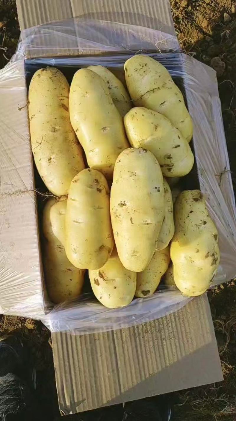 【热卖】山东精品土豆黄心土豆批发价格欢迎进店