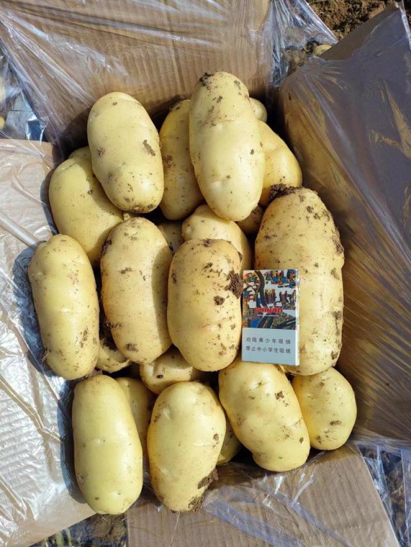 【热卖】山东精品土豆黄心土豆批发价格欢迎进店